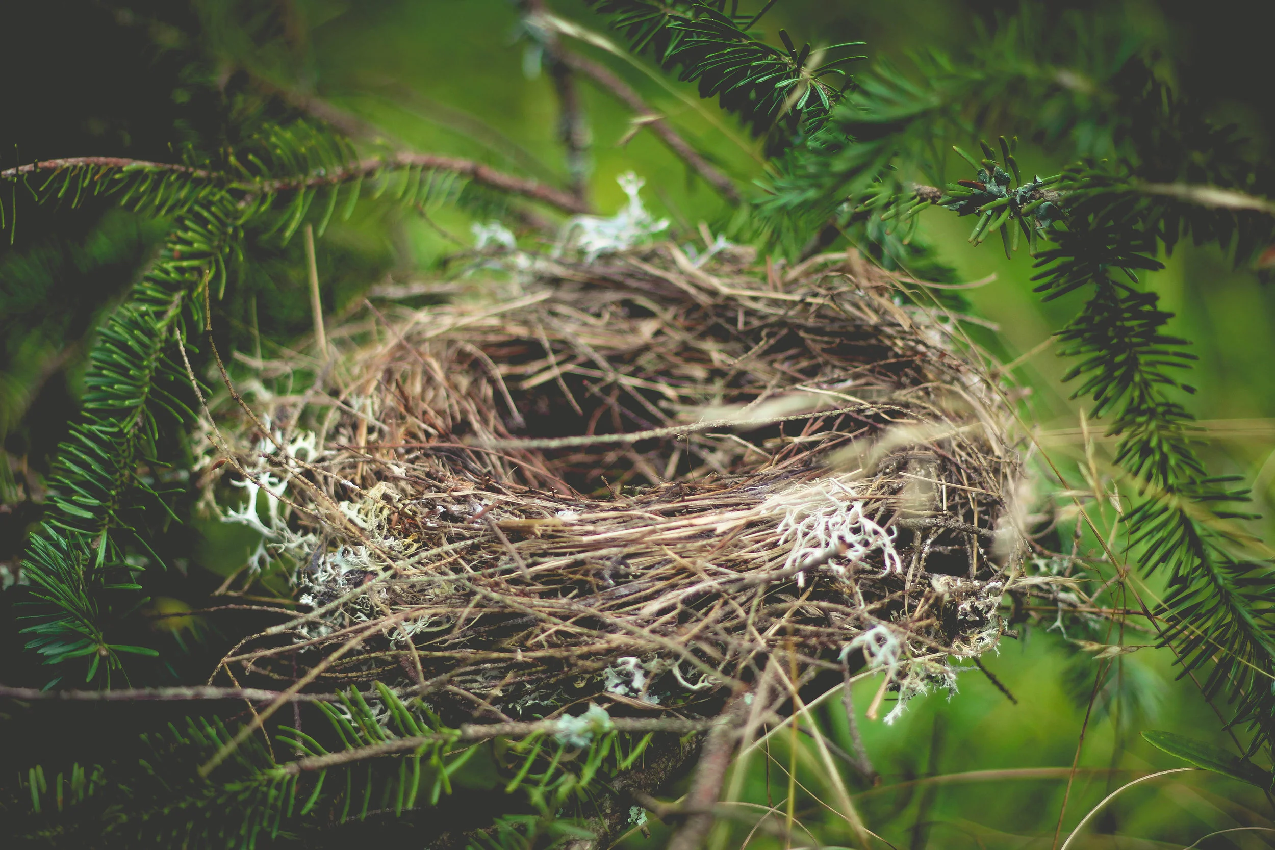 Empty nest representing new chapter of life